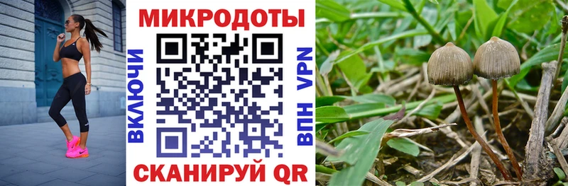 Галлюциногенные грибы Psilocybine cubensis  Юрюзань 